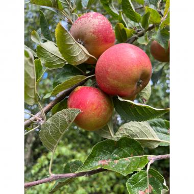 Not only Damsons but 