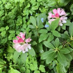 Much needed rain has refreshed the garden