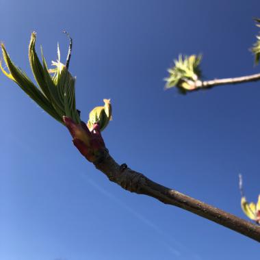 The sheer elegance of Spring