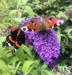 Back to Buddleia and Butterflies