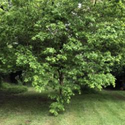 Freshly cut grass and graceful oak.