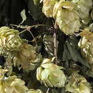Hops