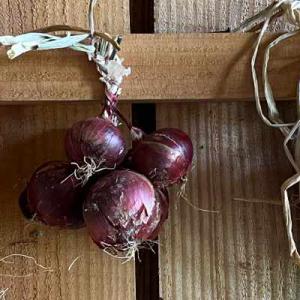 ONIONS DRYING