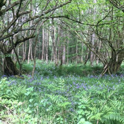  May 17th - Bluebells and Birthdays