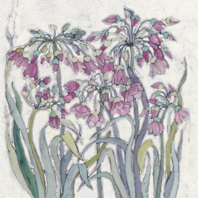 Allium (Bulgaricum).